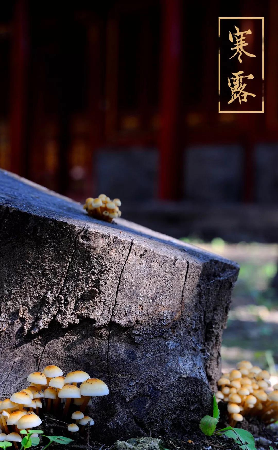 寒露到！岳靈溫馨提示您，泡腳正當時！