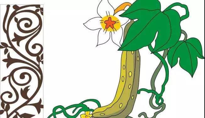 三伏吃絲瓜，賽人參