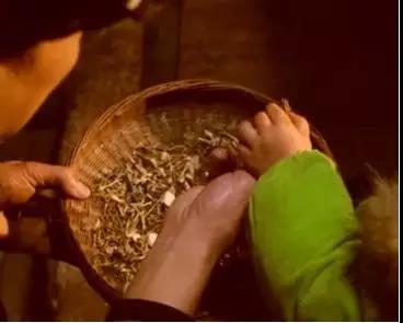 自幼習醫 傳承苗醫苗藥精粹